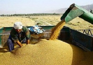 پیش بینی خریداری 20 هزار تن گندم از کشاورزان مشگین شهری