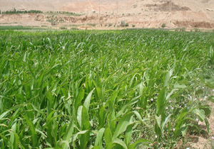 کشت ذرت علوفه‌ای در سطح سه هزار و ۱۰۰ هکتار