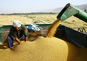 خرید ۱۷۴ هزار تن گندم