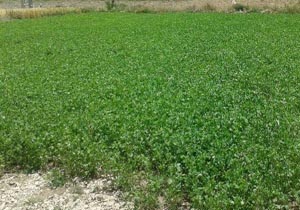 کاهش کشت گیاه گشنیز در لرستان/ اختصاص هزار هکتار هکتار از اراضی ملی به کشت گیاهان دارویی