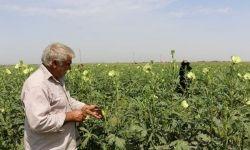 برداشت ۱۵۰ تن بامیه در دره شهر