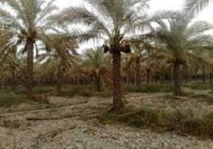 بیش از 1300 هکتار از نخلیلات در ایرانشهر خسارت دیده‌اند