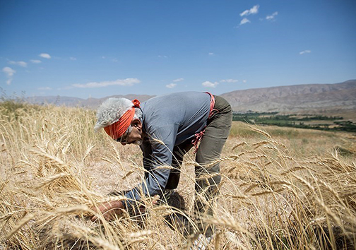 هر روستای گنبد کاووس مجری یک طرح اقتصادی