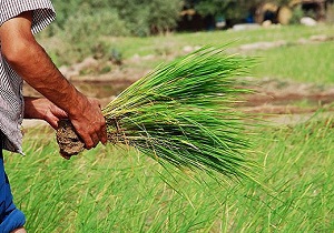 حاشیه غرب کارون بستر کشت برنج