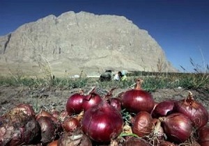 روستای مبارکه بافق یکی از اصلی ترین مزارع تولید پیاز قرمز