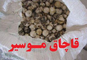 کشف و ضبط یک تن پیاز موسیر غیرمجاز در پلدختر