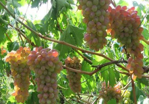 سرمازدگی علت اصلی کاهش تولید امسال انگور درآذربایجان غربی