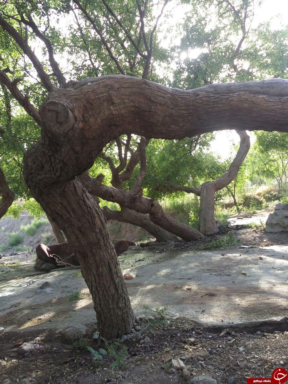 منطقه تکه در قاب تصویر