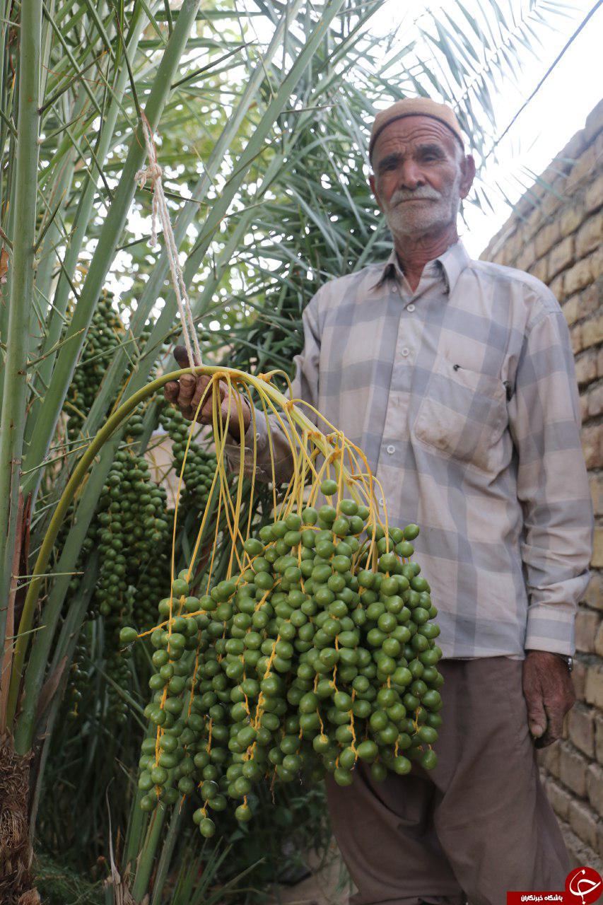 به ثمر رسیدن درخت خرما در روستای خیبری در گناباد