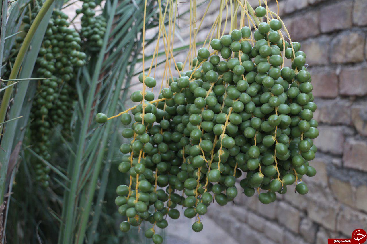 به ثمر رسیدن درخت خرما در روستای خیبری در گناباد