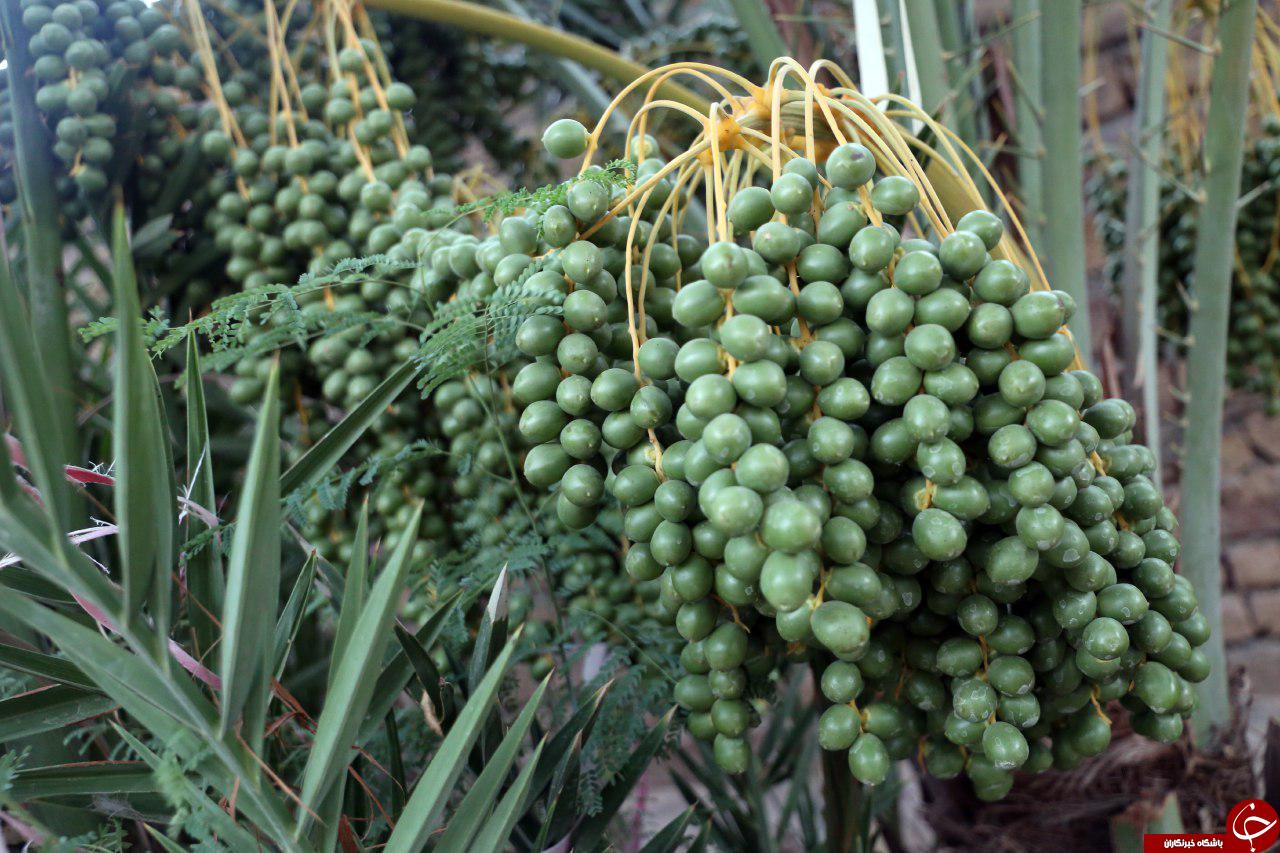 به ثمر رسیدن درخت خرما در روستای خیبری در گناباد