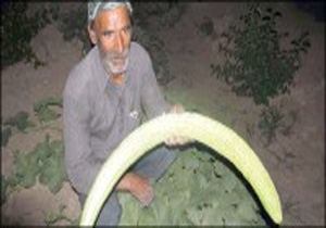 کشاورز قاینی خیار چنبر 98 سانتی متری تولید کرد