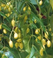 آغاز بذر دهی درختان چریش