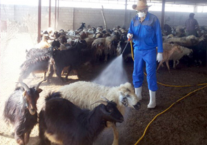 سم پاشی ۹۲ هزار مترمربع جایگاه دام در لردگان