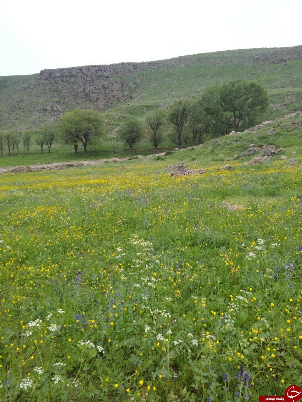 منطقه سرسبز و بکر چمران + تصاویر