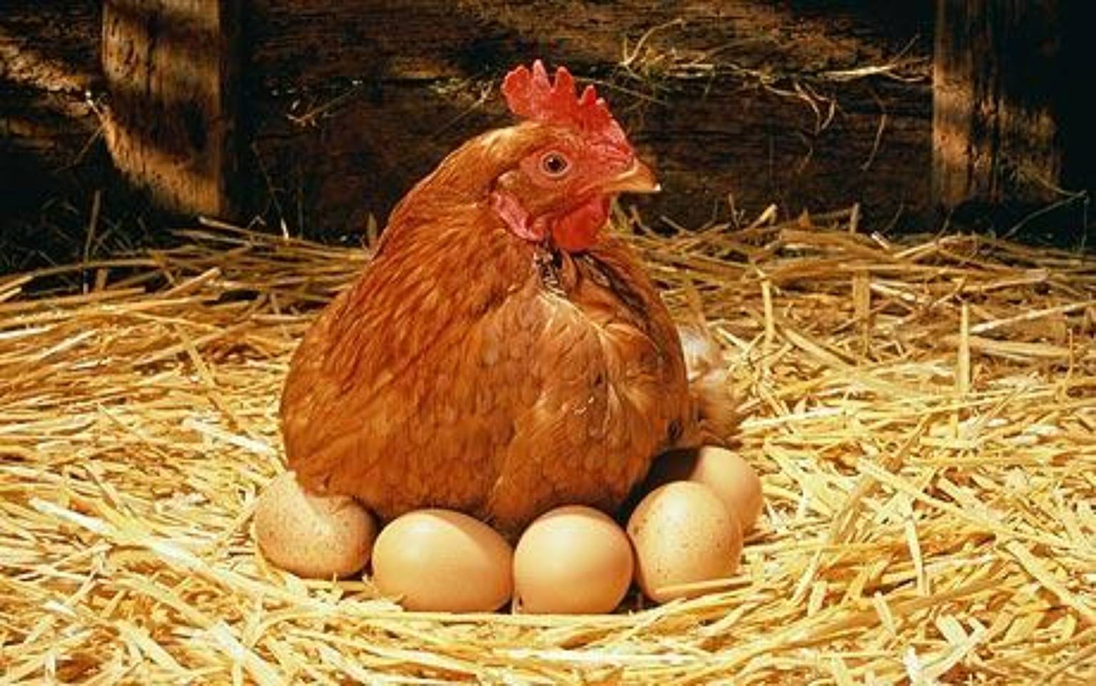 صادرات مرغ و تخم مرغ همچنان بی رمق است