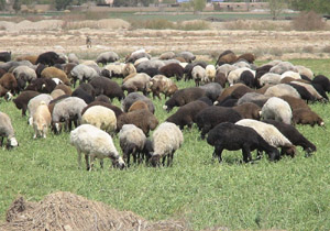 آغاز سرشماری باغ ها ودام ها