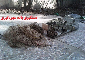 دستگیری باند سهره گیری در سپید دشت لرستان / کشف و ضبط ۲۹ قطعه سهره دستگیری باند سهره گیری در سپید دشت لرستان / کشف و ضبط ۲۹ قطعه سهره