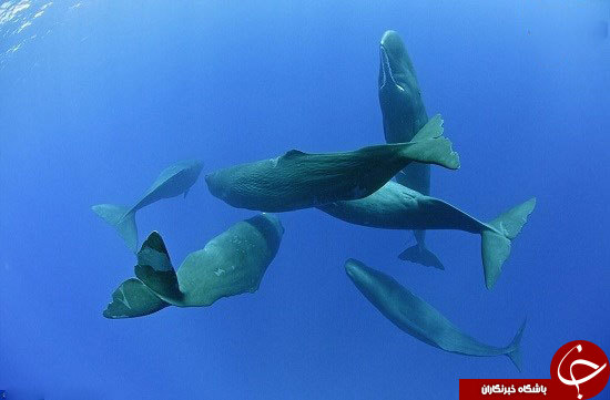 نهنگ عنبر چطور می&zwnj;خوابد؟