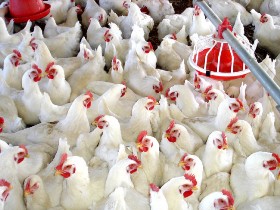 بهره برداری از یک واحد مرغداری