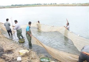 دستگیری چهار صیاد متخلف در حاشیه رودخانه زاب سردشت