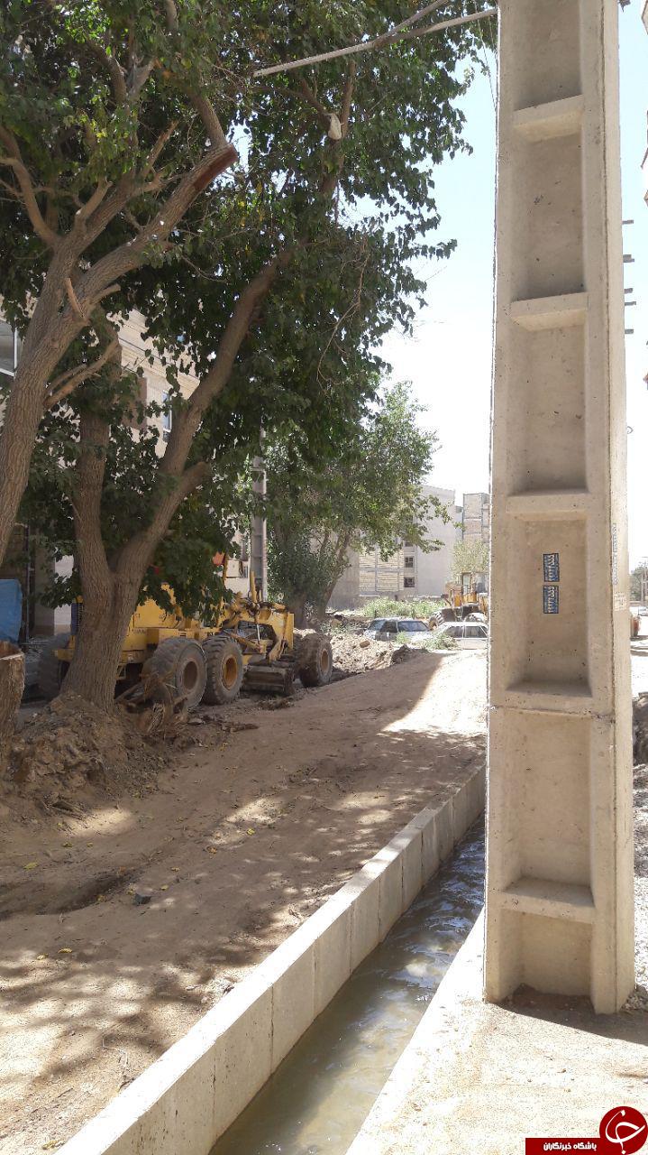 قلع و قمع درختان کهنسال + تصاویر