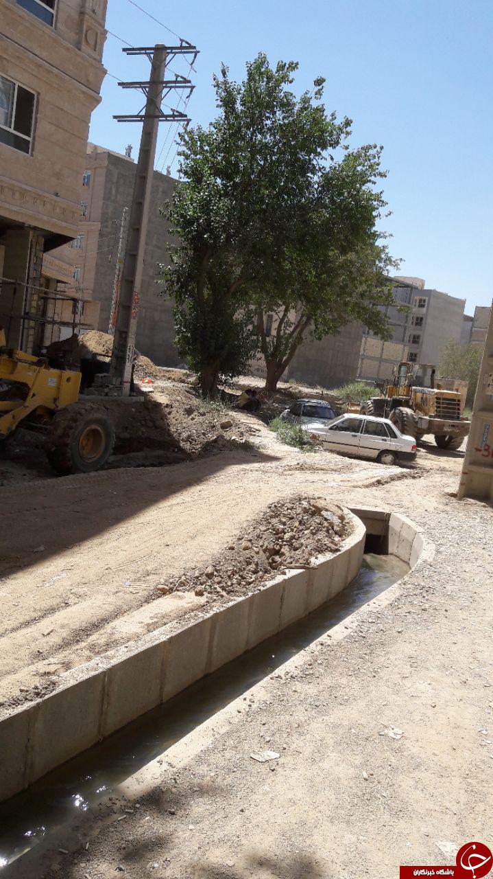 قلع و قمع درختان کهنسال + تصاویر