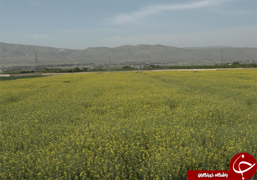 خریداری۱۸۰۰ تن دانه روغنی در لرستان