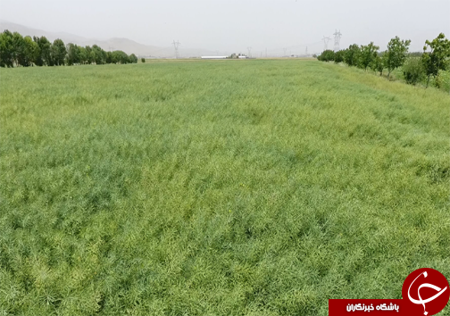 خریداری۱۸۰۰ تن دانه روغنی در لرستان
