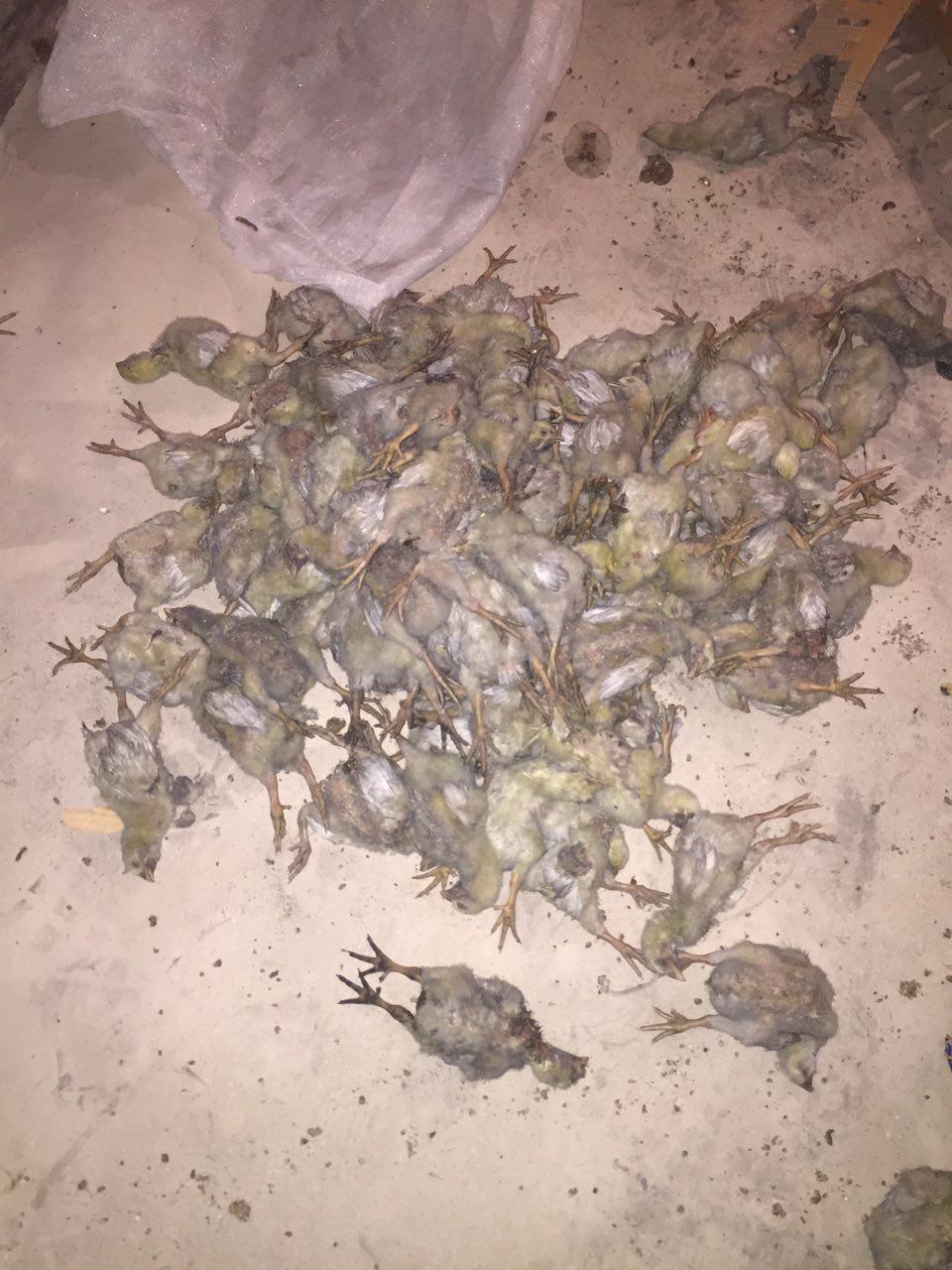 آتش بقایای کشاورزی به جان جوجه ها افتاد +تصاویر
