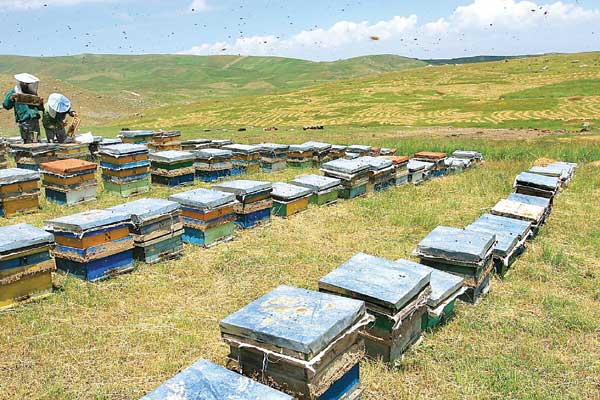 رشد90درصدی تولید عسل سیرجان