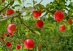 باغات مدرن در کرمانشاه توسعه می یابد