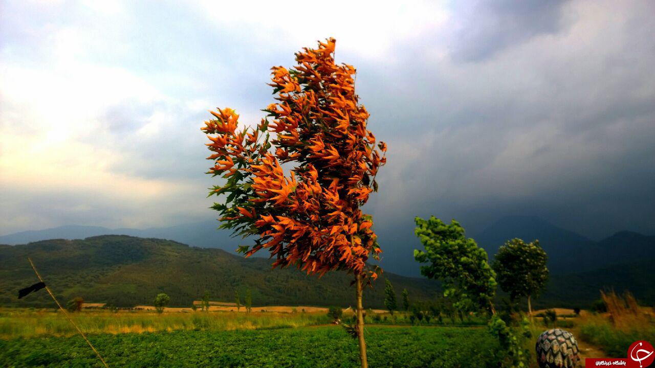 تصاویری از طبیعت زیبای جنگل &laquo;شیرآباد&raquo;