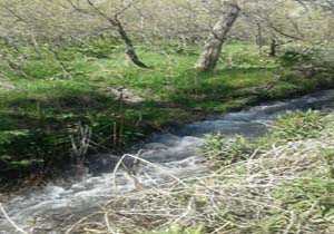 نمایی از طبیعت آرام‌بخش و زیبا در ابرده + تصاویر