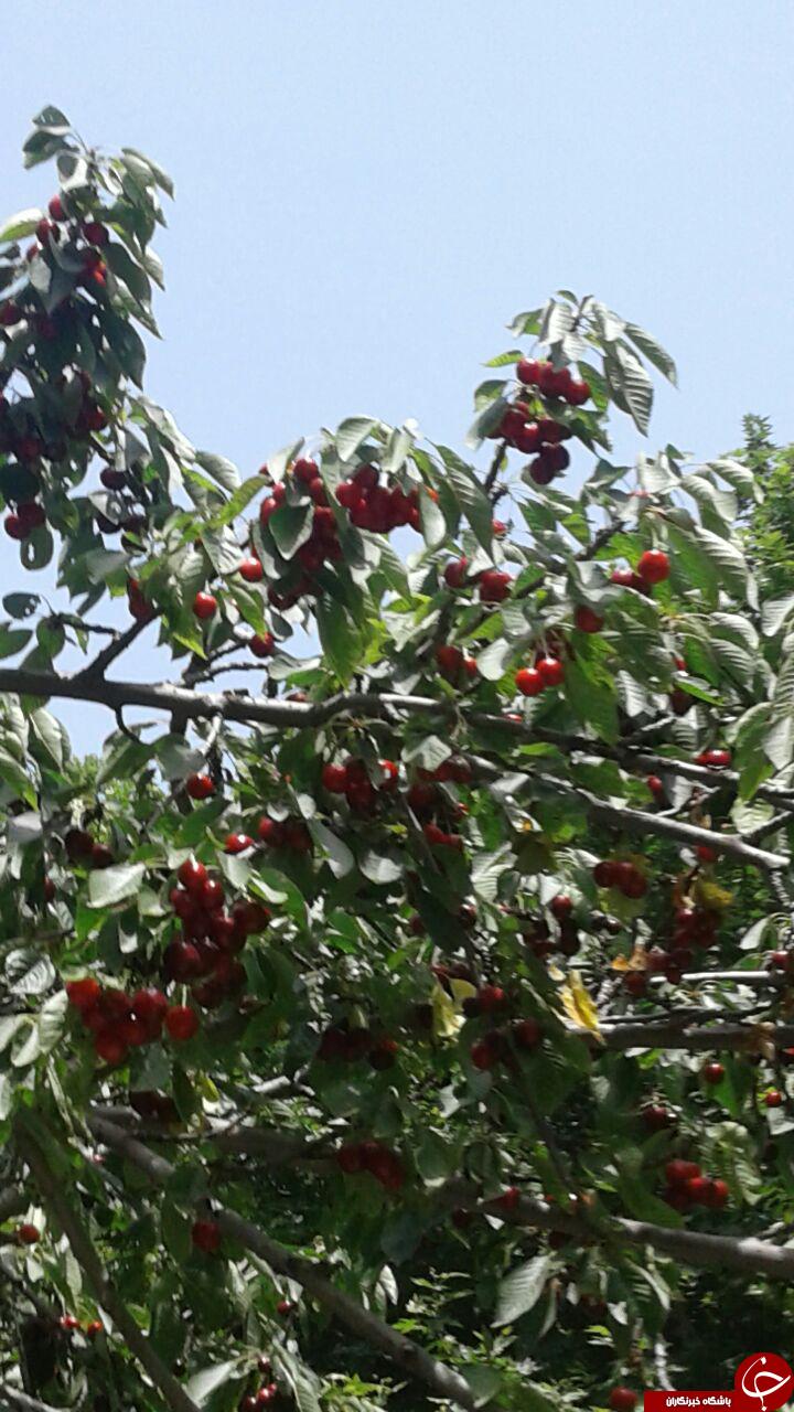 نمایی از طبیعت آرام&zwnj;بخش و زیبا در ابرده + تصاویر