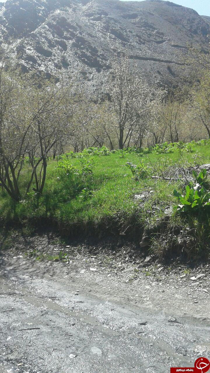 نمایی از طبیعت آرام&zwnj;بخش و زیبا در ابرده + تصاویر