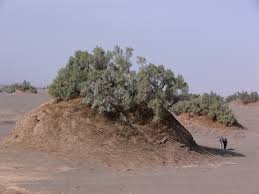 نجات خانواده گرفتار از دل کویر