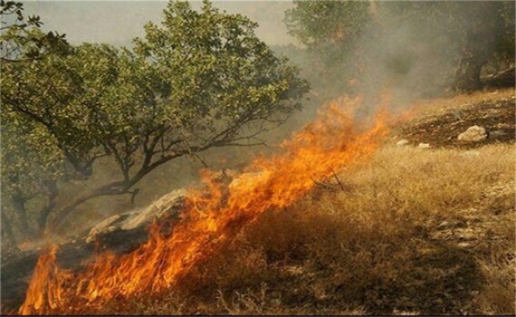 احتمال وقوع آتش&zwnj;سوزی در یک میلیون هکتار مراتع استان بوشهر