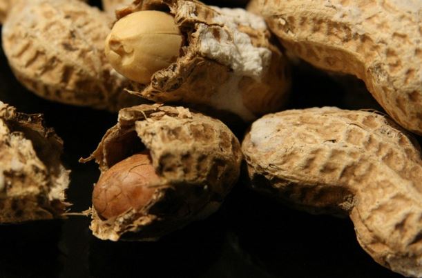خرید بادام زمینی به ارزش 8 میلیارد تومان از چین و امارات