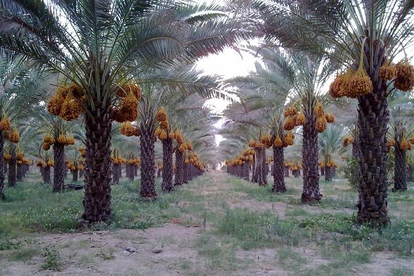 ورود محصول خرمای بم به بورس در آینده نزدیک