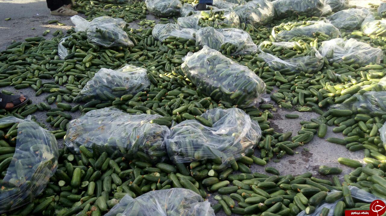 گلایه گلخانه داران از کاشت بی رویه خیار + تصاویر