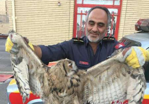 زنده گیری یک بهله جغد در مبارکه