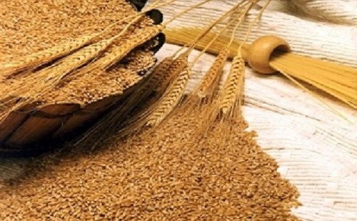 ابلاغ دستورالعمل جدید خرید تضمینی گندم/خرید 4 میلیون و589 هزار تن گندم تاکنون
