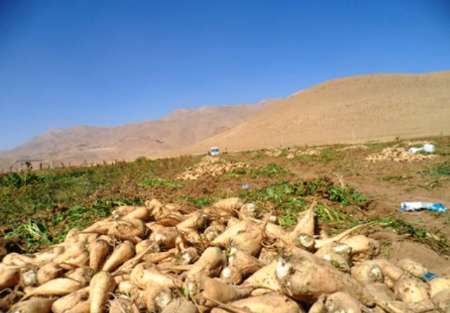 خودکفایی شکر با شروطی همراه است/ کمبود کارخانه های فرآوری تا کی ادامه دارد؟
