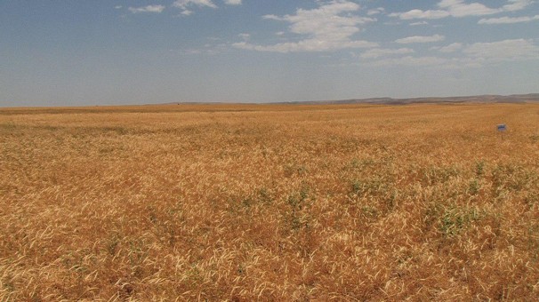 خرید 6 میلیون و 900 هزار تن گندم مازاد بر نیاز کشاورزان کشور