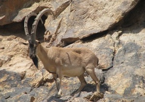 نجات یک راس کل وحشی از چنگال گرگ