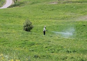 مبارزه با ملخ در اراضی کشاورزی شهرستان قزوین