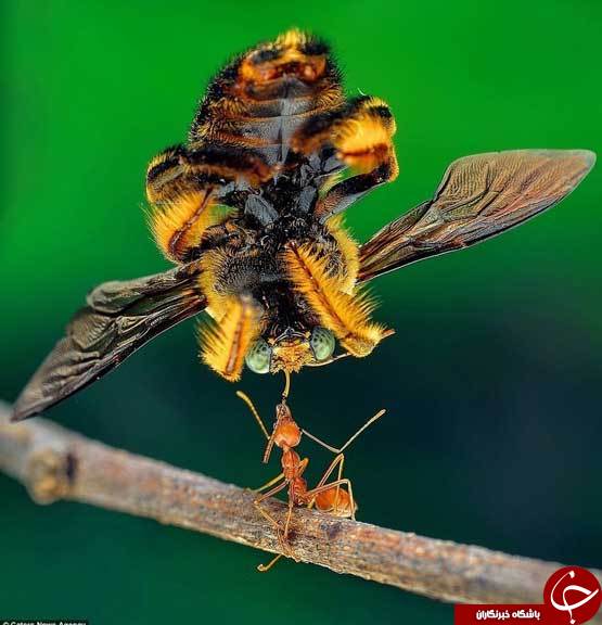 مورچه قدرتمند+عکس