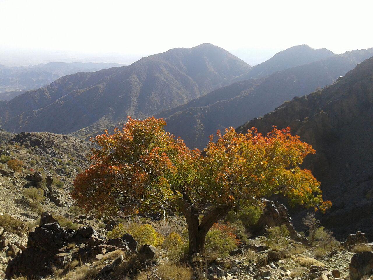 نمایی از طبیعت بکر و زیبا در دلفارد + تصاویر