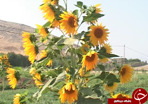 سراب کهمان، جلوه ای از هنرنمایی طبیعت در لرستان